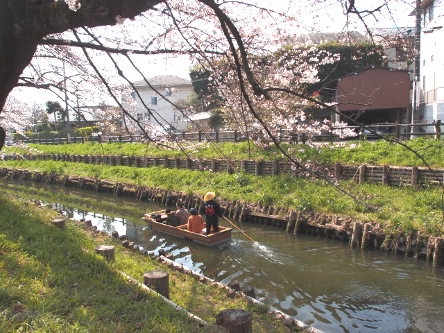 川越 桜の名所めぐり。春まつりと共に楽しむ小江戸のお花見