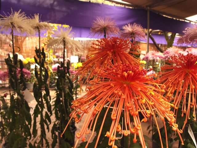 曼珠沙華の様な花火状の菊