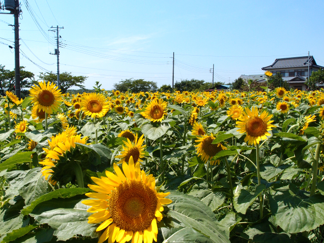 夏はひまわり畑！伊佐沼東岸花畑は埼玉・川越の隠れた絶景スポット