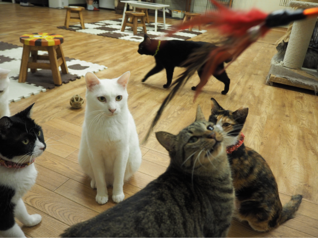 川越「保護猫カフェ ねこかつ」は猫オアシス！新しい家族と出会おう