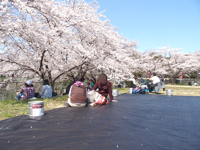 COEDO花見-Hanami- 川越のクラフトビールで桜に乾杯！