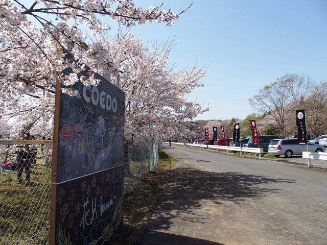 COEDO花見-Hanami- 川越のクラフトビールで桜に乾杯！