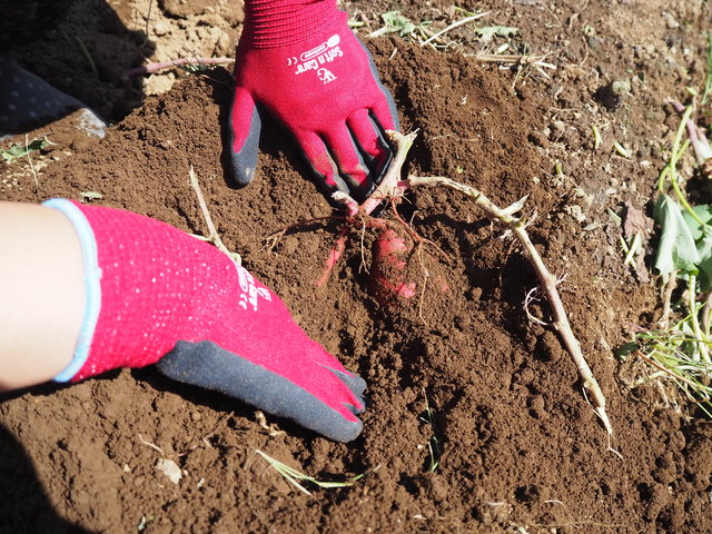川越イモを掘ろう！老舗「山田園」で楽しくおいしい芋掘り体験！
