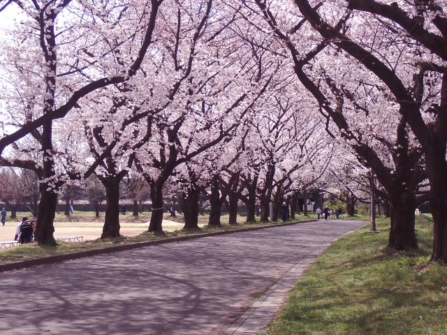 川越 桜の名所めぐり。春まつりと共に楽しむ小江戸のお花見