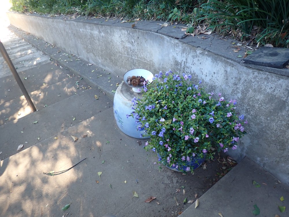 川越で紅葉スポットめぐり|見頃は11月中旬以降!紅葉狩り写真まとめ