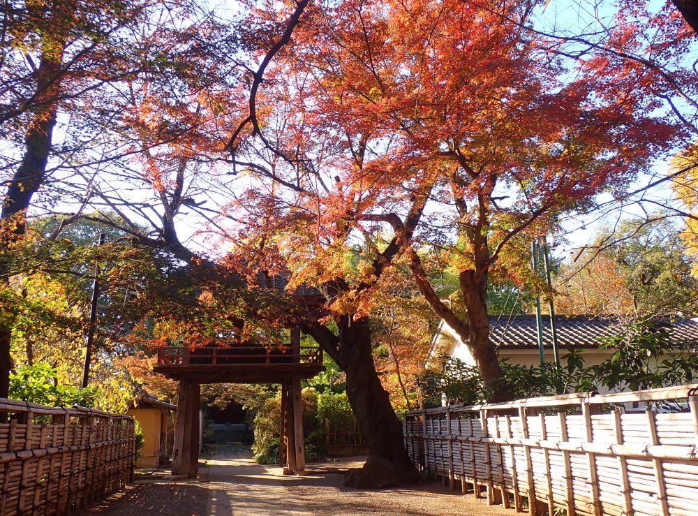 川越で紅葉スポットめぐり|見頃は11月中旬以降!紅葉狩り写真まとめ