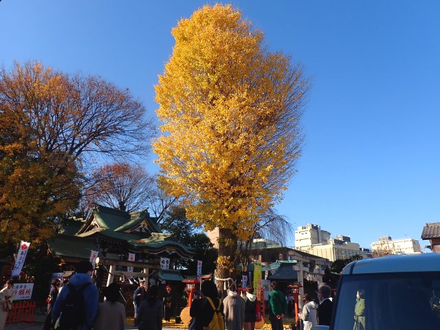 川越で紅葉スポットめぐり|見頃は11月中旬以降!紅葉狩り写真まとめ