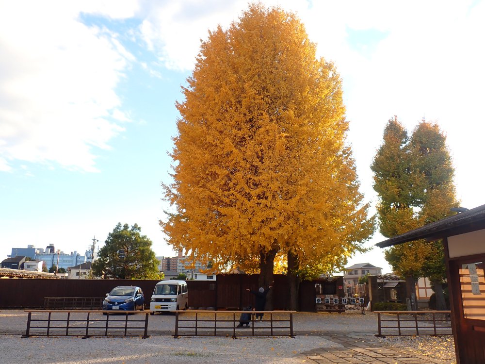 川越で紅葉スポットめぐり|見頃は11月中旬以降!紅葉狩り写真まとめ