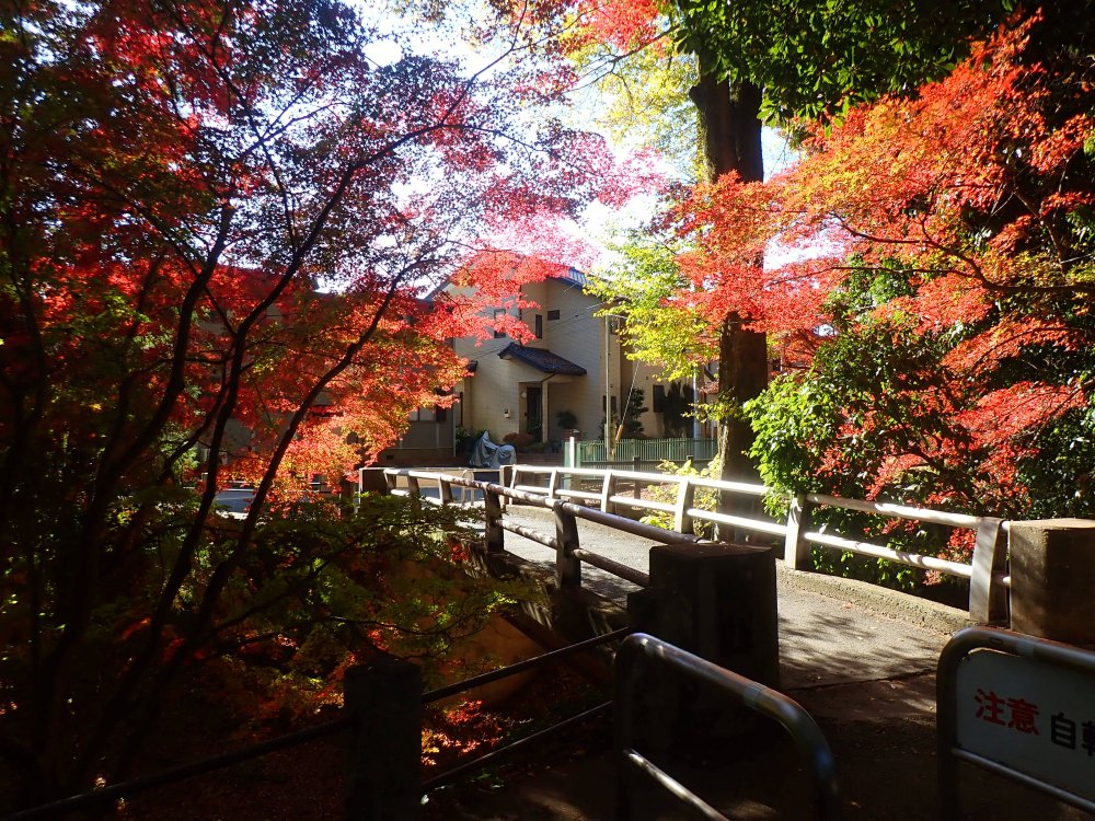 川越で紅葉スポットめぐり|見頃は11月中旬以降!紅葉狩り写真まとめ