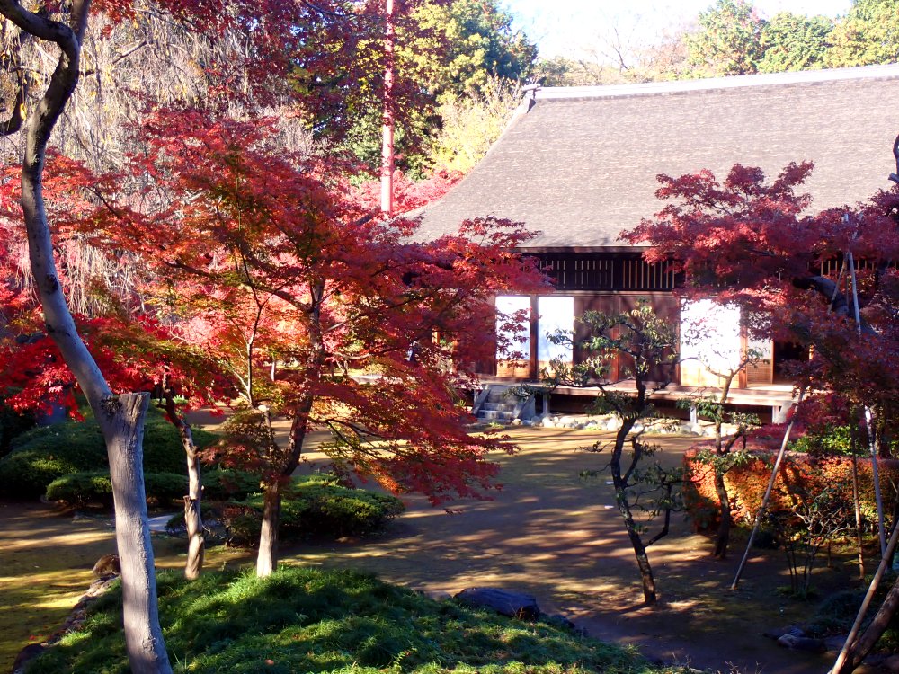 川越で紅葉スポットめぐり|見頃は11月中旬以降!紅葉狩り写真まとめ