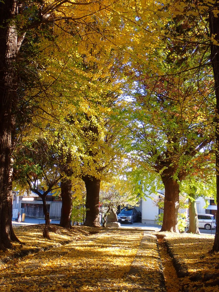 川越で紅葉スポットめぐり|見頃は11月中旬以降!紅葉狩り写真まとめ