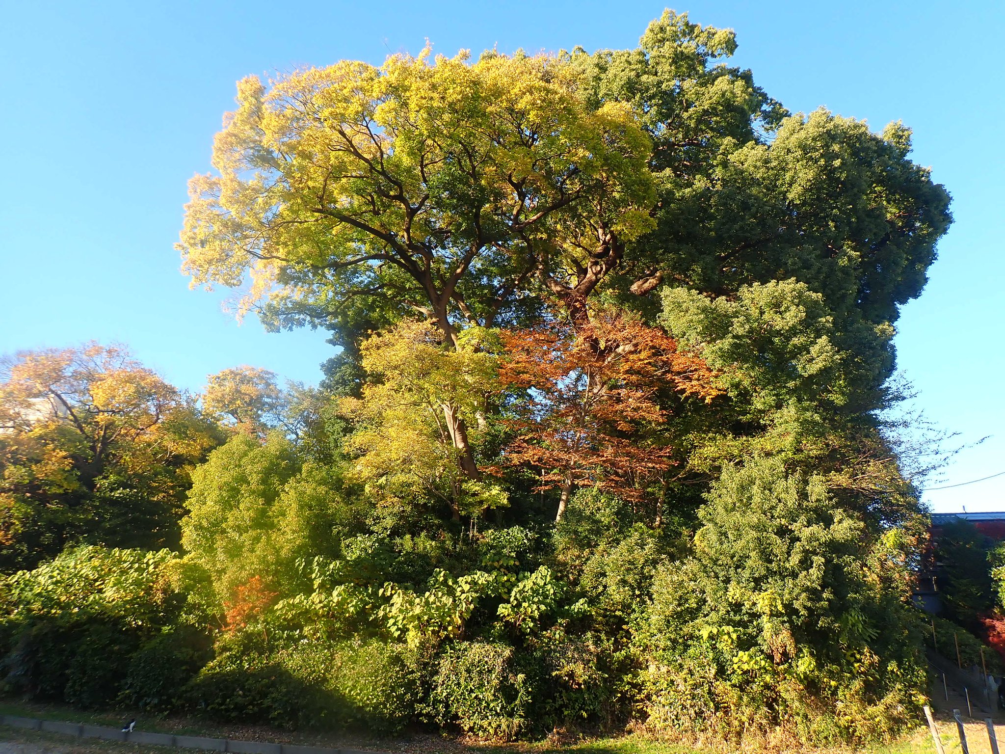 川越で紅葉スポットめぐり|見頃は11月中旬以降!紅葉狩り写真まとめ