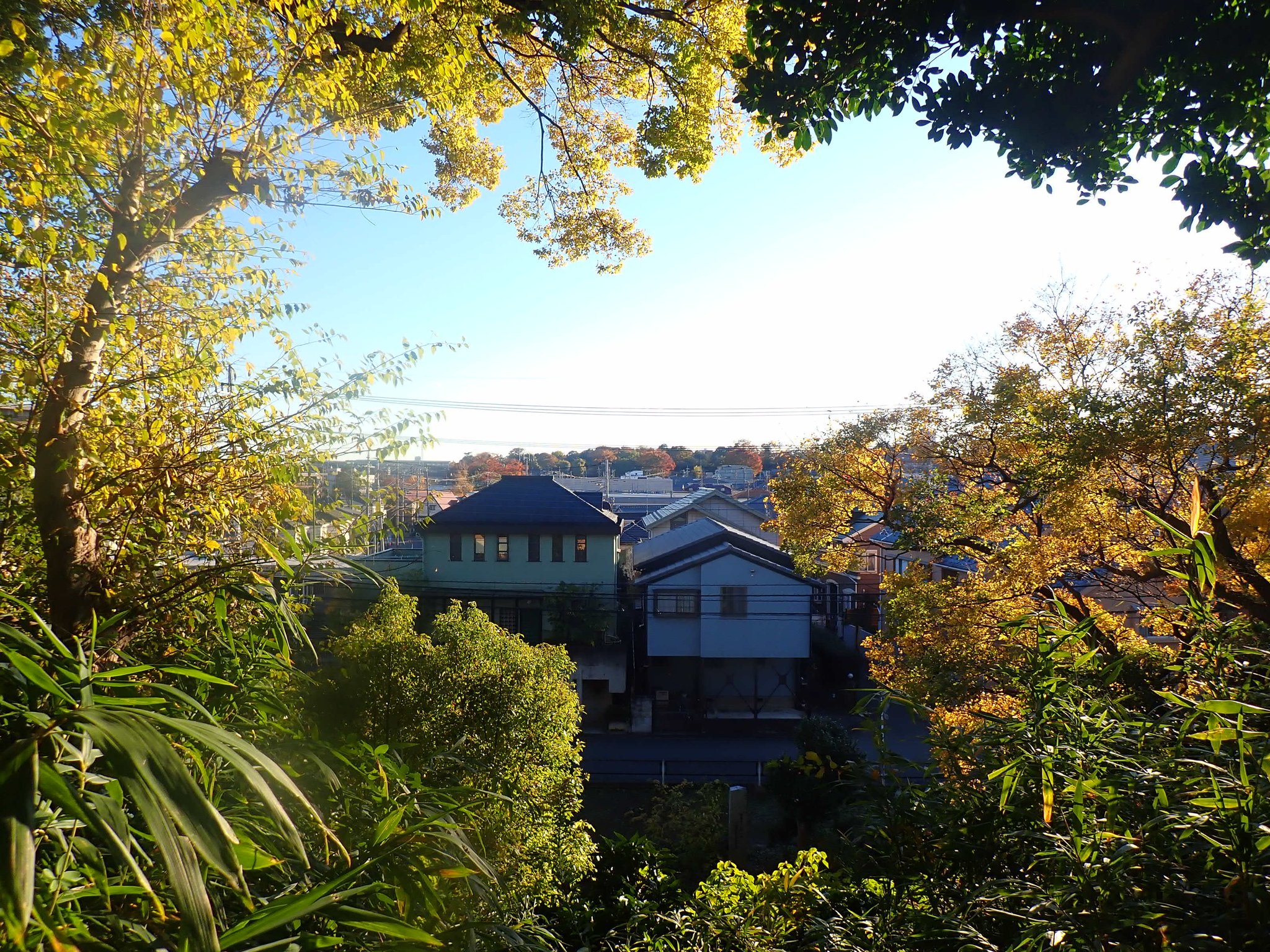 川越で紅葉スポットめぐり|見頃は11月中旬以降!紅葉狩り写真まとめ